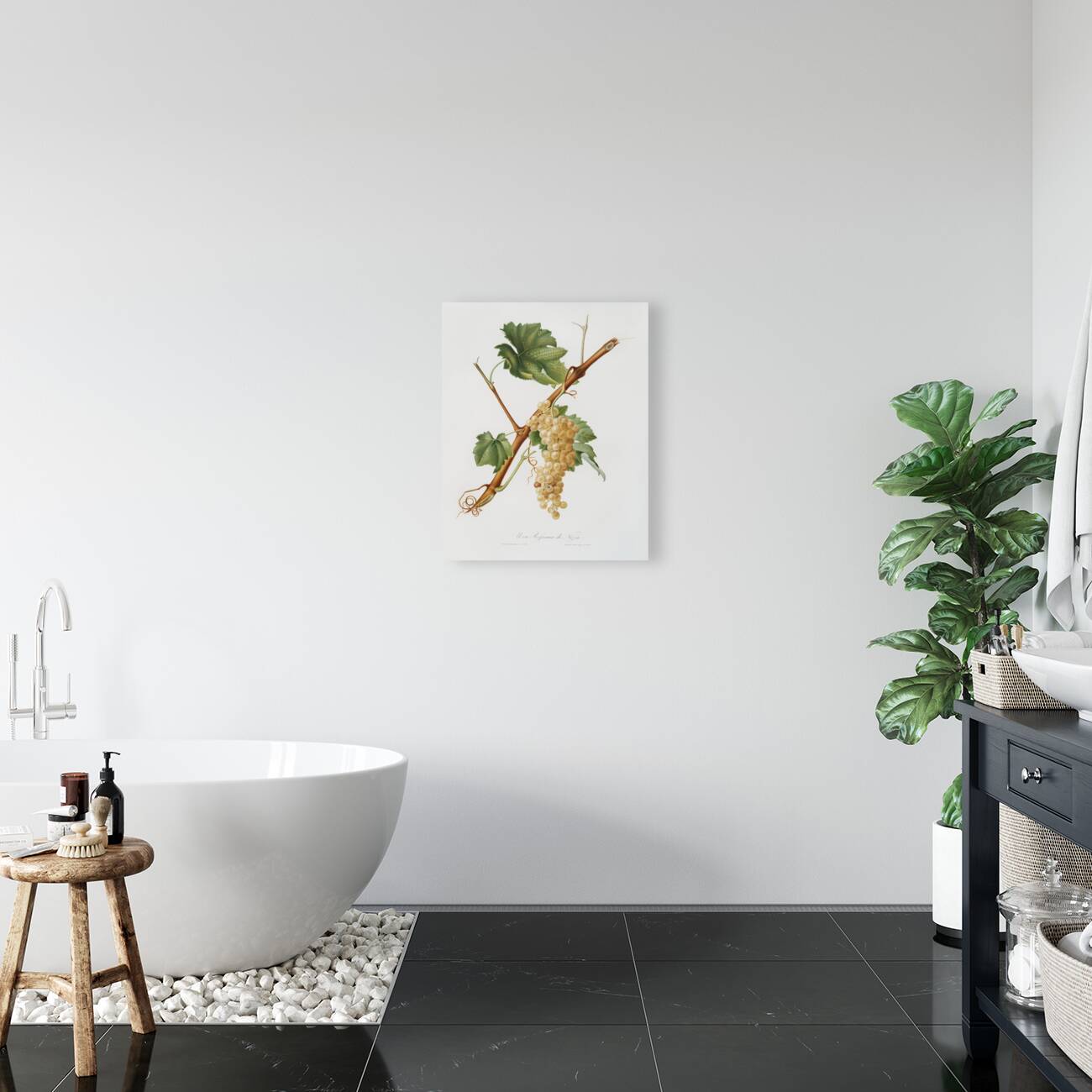 Vermentino grapes Vitis ligustica feracissima from Pomona Italiana 1817 - 1839 by Giorgio Gallesio 1772-1839.  Reproduction