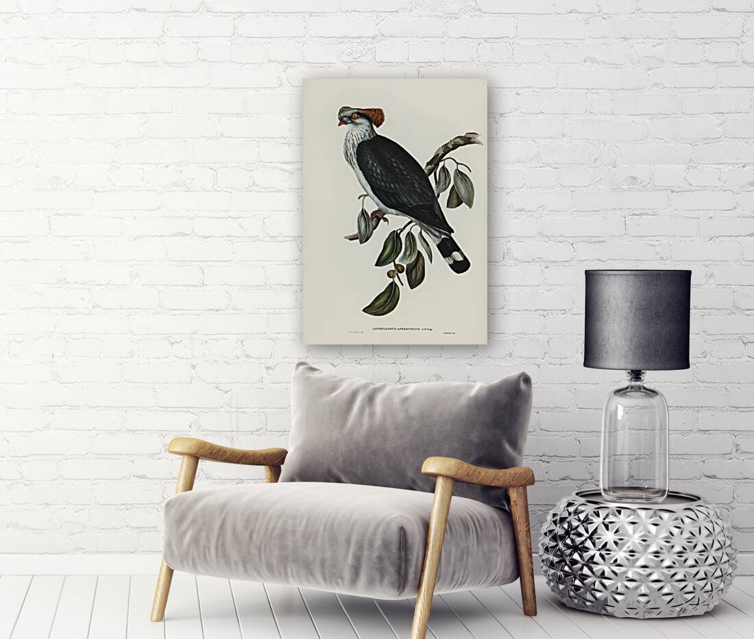 Top-Knot Pigeon Lopholaimus Antarcticus illustrated by Elizabeth Gould 1804–1841 for John Gould’s 1804-1881 Birds of Australia  Reproduction