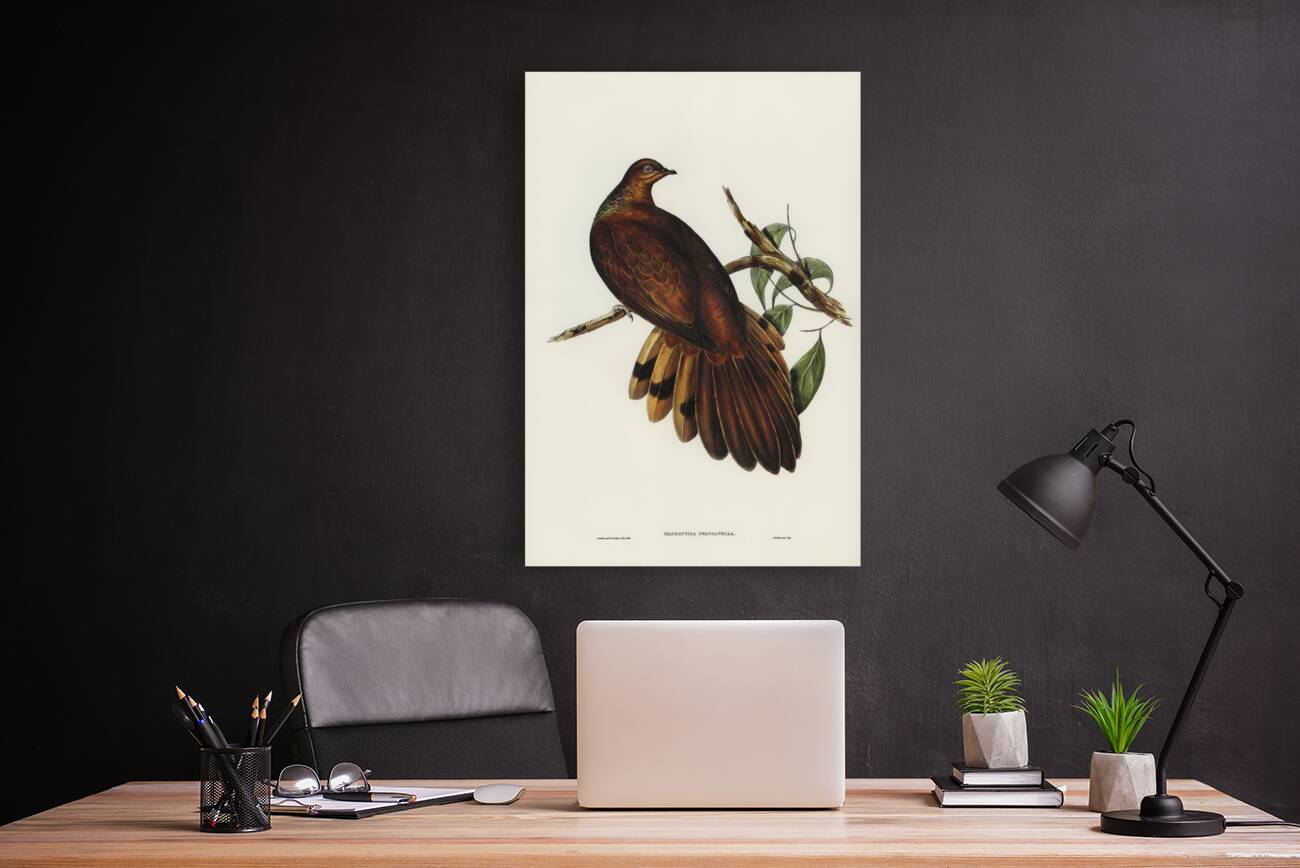 Pheasant-tailed Pigeon Macropygia Phasianella illustrated by Elizabeth Gould 1804–1841 for John Gould’s 1804-1881 Birds of Australia  Reproduction