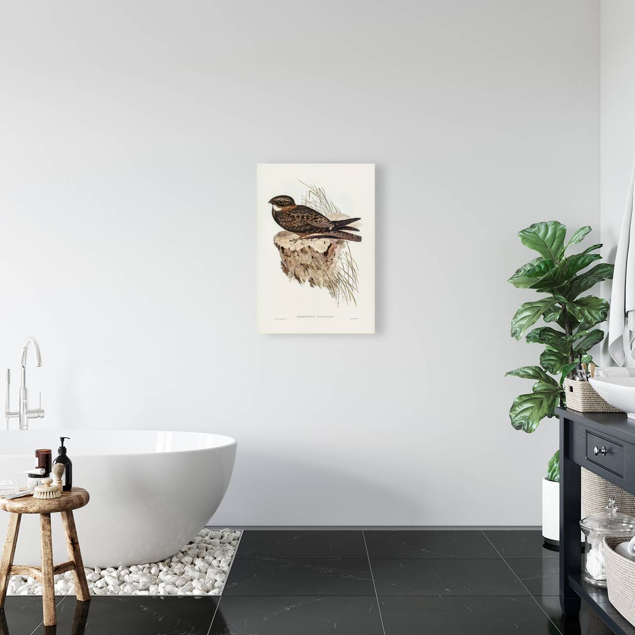 White-throated Goat-sucker Eurostopodus albogularis illustrated by Elizabeth Gould 1804–1841 for John Gould’s 1804-1881 Birds of Australia  Reproduction