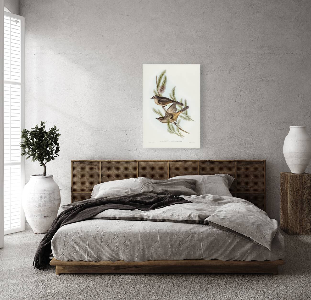 Buff-bellied shrike-thrush Colluricincla rufiventris illustrated by Elizabeth Gould 1804–1841 for John Gould’s 1804-1881 Birds of Australia  Reproduction