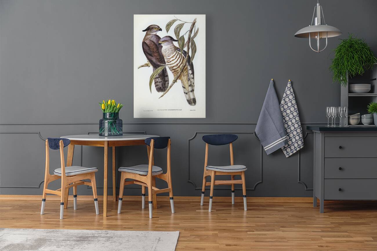 Crested Hawk Lepidogenys subcristatus illustrated by Elizabeth Gould 1804–1841 for John Gould’s 1804-1881 Birds of Australia  Reproduction