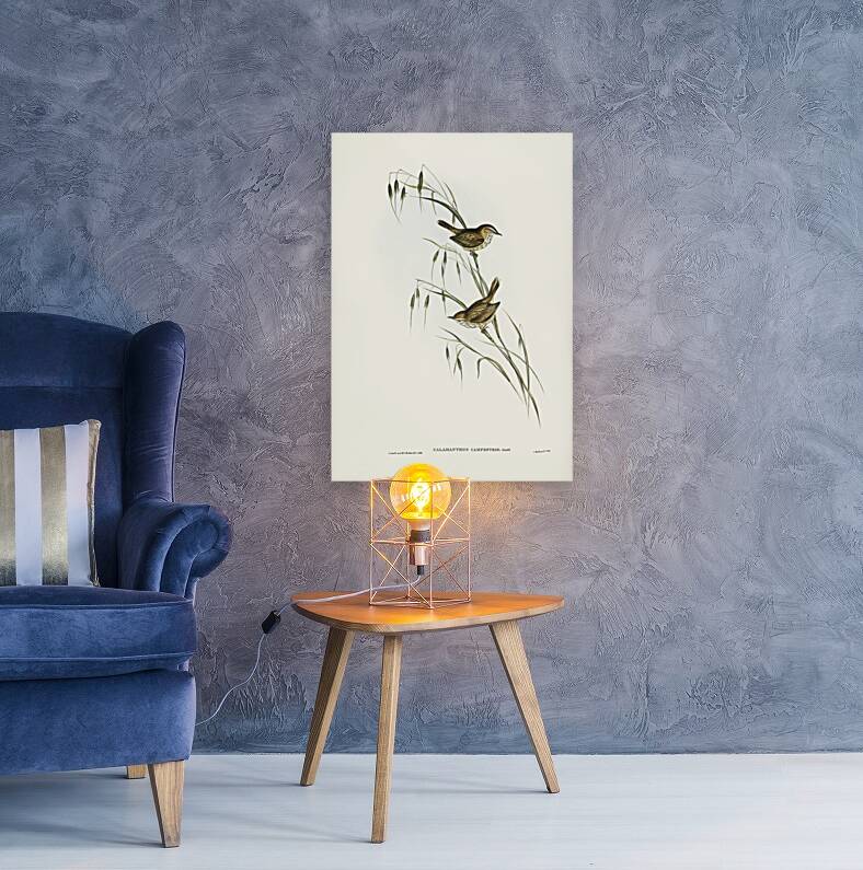 Field Reed Lark Calamanthus campestris illustrated by Elizabeth Gould 1804–1841 for John Gould’s 1804-1881 Birds of Australia  Reproduction