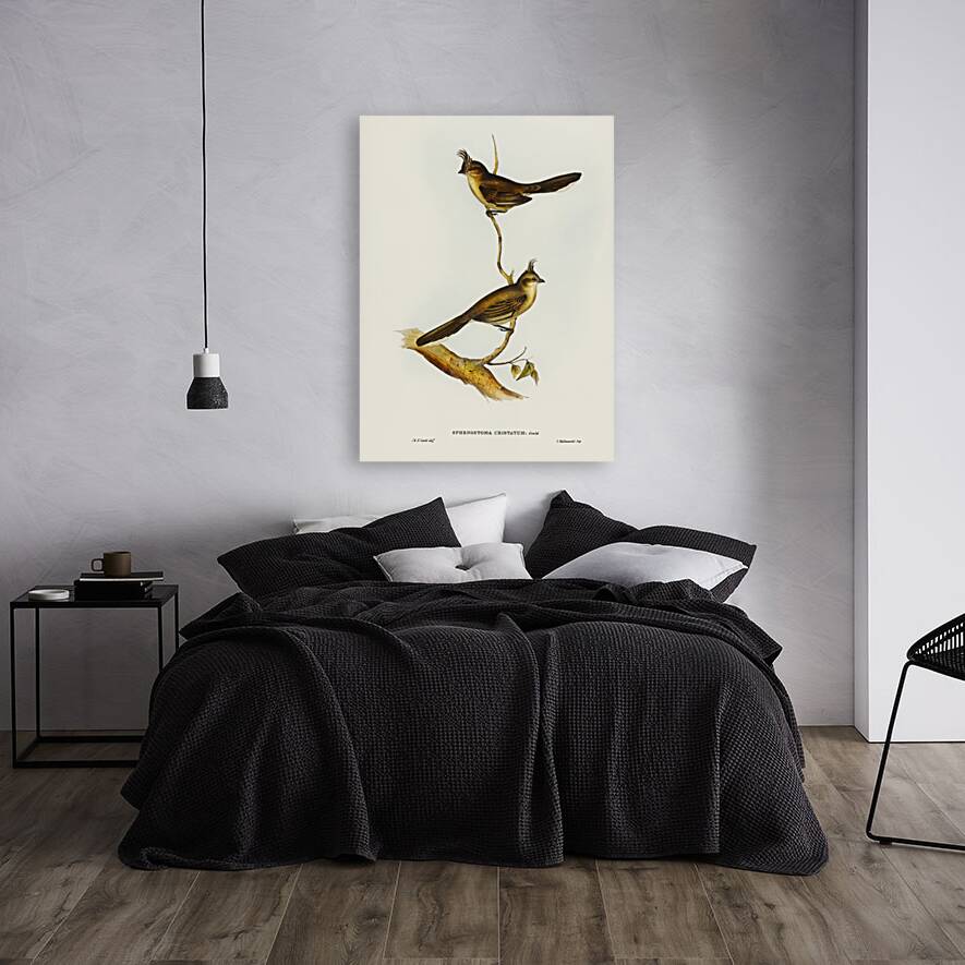 Crested Wedge-bill Sphenostoma cristata illustrated by Elizabeth Gould 1804–1841 for John Gould’s 1804-1881 Birds of Australia  Reproduction