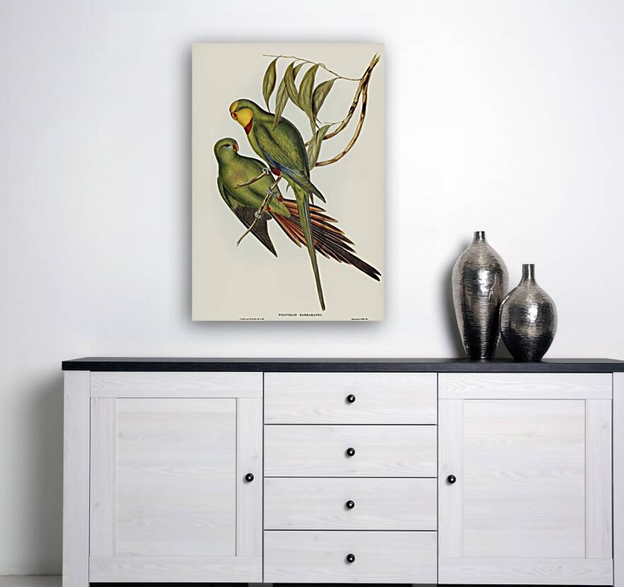 Black-tailed Parakeet Polytelis melanura illustrated by Elizabeth Gould 1804–1841 for John Gould’s 1804-1881 Birds of Australia  Reproduction