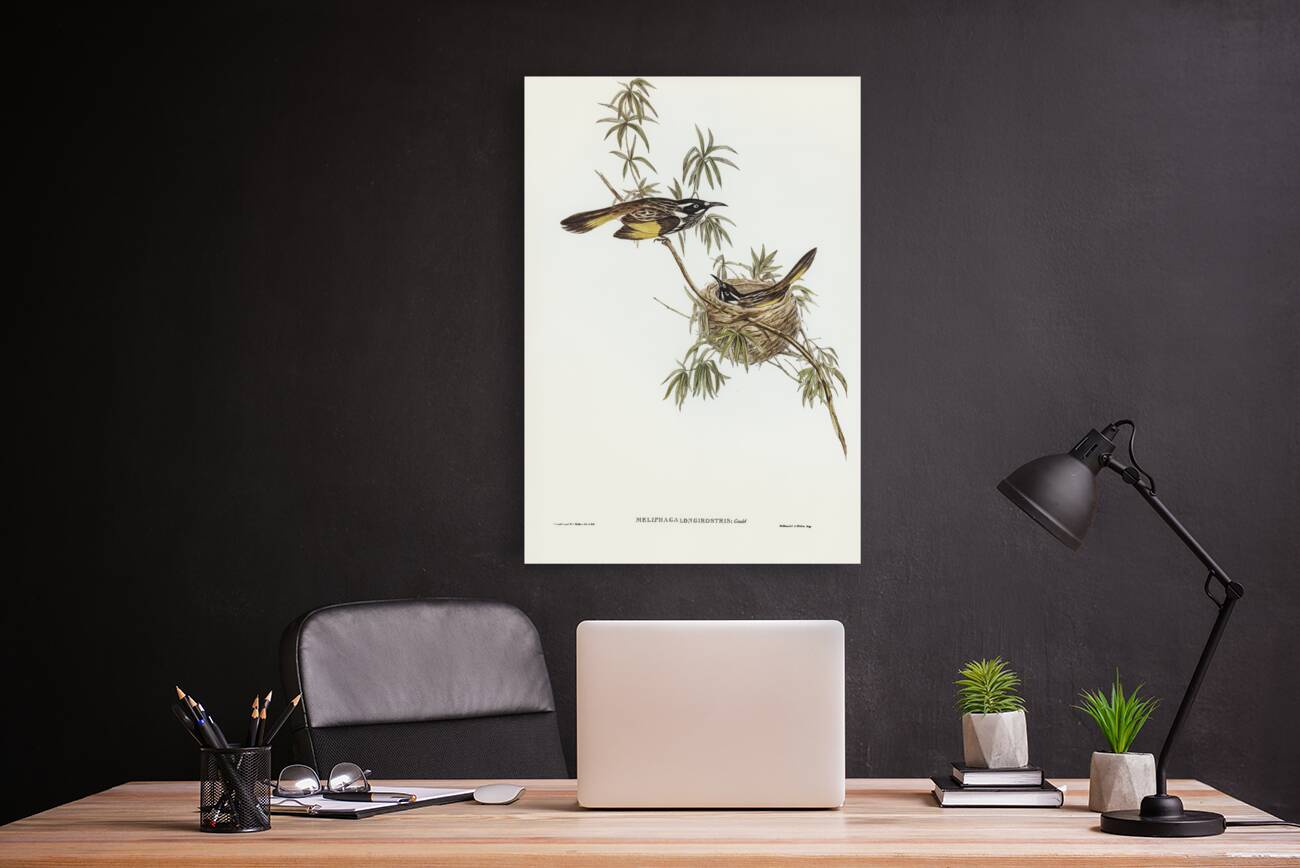 Long-billed Honey-eater Meliphaga longirostris illustrated by Elizabeth Gould 1804–1841 for John Gould’s 1804-1881 Birds of Australia  Reproduction