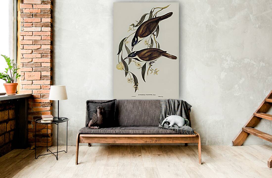 Blue-faced Entomyza Entomyza cyanotis illustrated by Elizabeth Gould 1804–1841 for John Gould’s 1804-1881 Birds of Australia  Reproduction