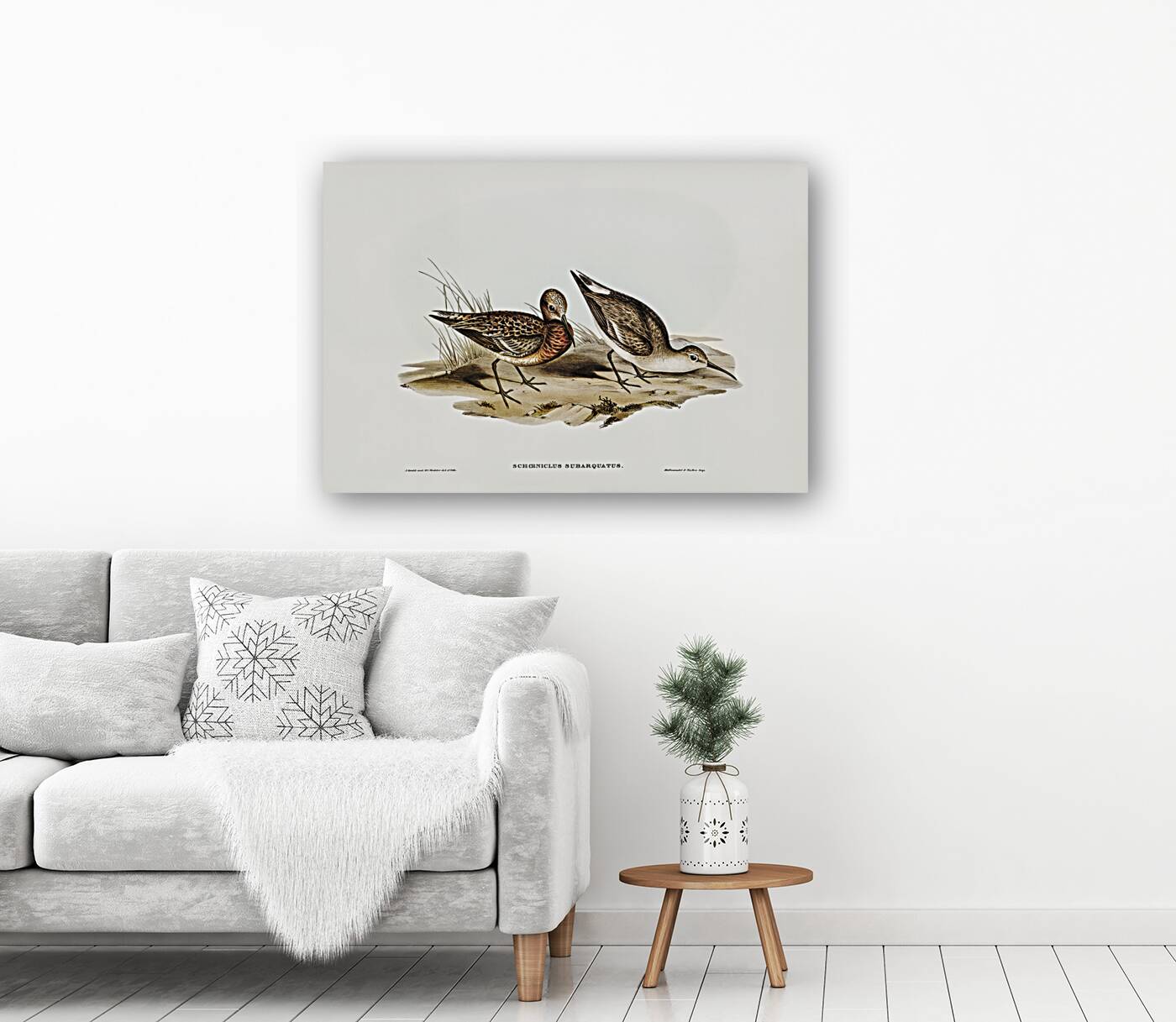 Curlew Sandpiper Schoeniclus subarquatus illustrated by Elizabeth Gould 1804–1841 for John Gould’s 1804-1881 Birds of Australia  Reproduction