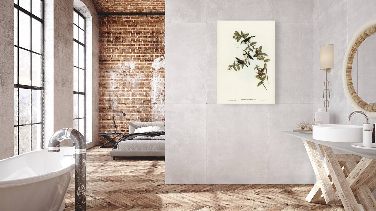 Banded Honey-eater Myzomela pectoralis illustrated by Elizabeth Gould 1804–1841 for John Gould’s 1804-1881 Birds of Australia  Reproduction