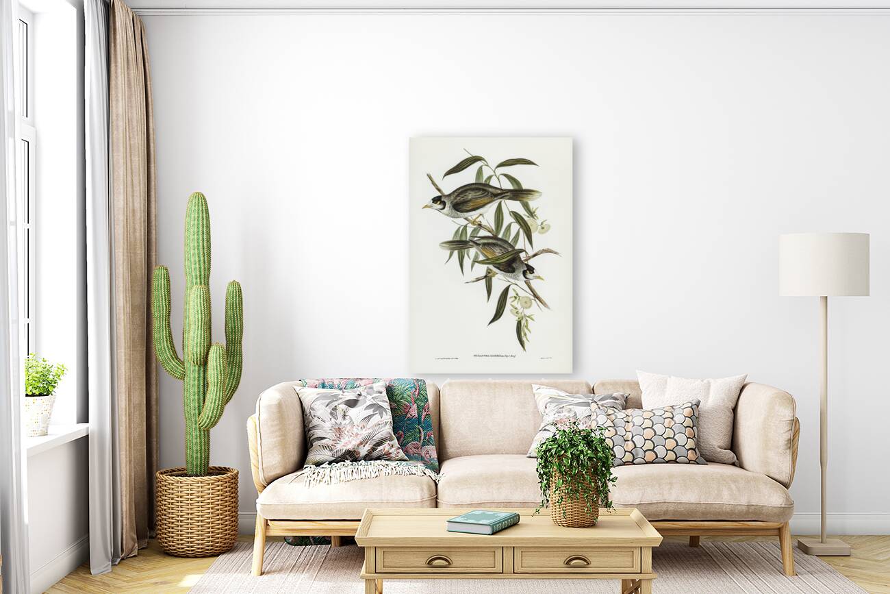 Garrulous Honey-eater Myzantha garrula illustrated by Elizabeth Gould 1804–1841 for John Gould’s 1804-1881 Birds of Australia  Reproduction