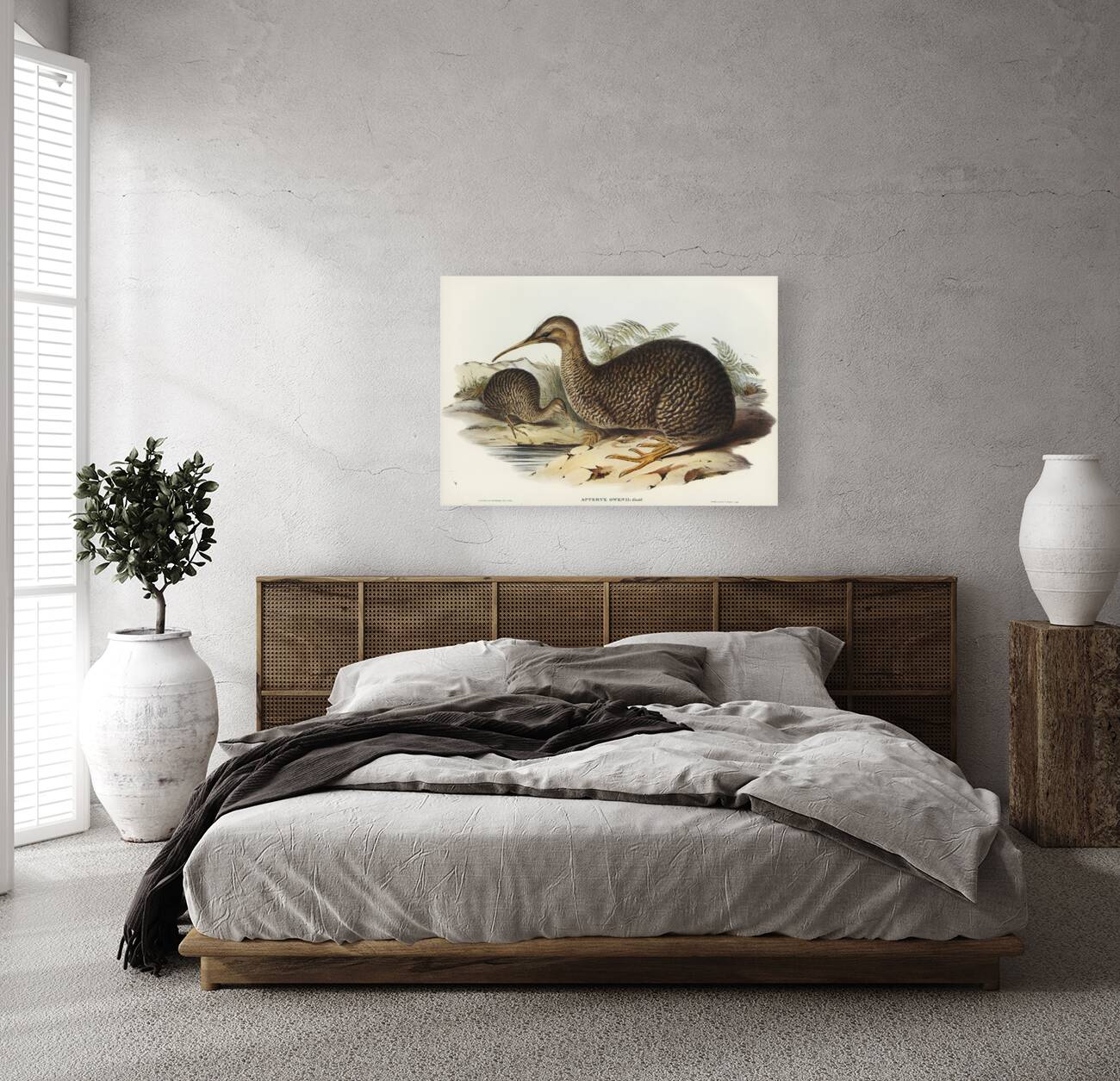 Little spotted kiwi or Little gray kiwi Apteryx Owenii illustrated by Elizabeth Gould 1804–1841 for John Gould’s 1804-1881 Birds of Australia  Reproduction