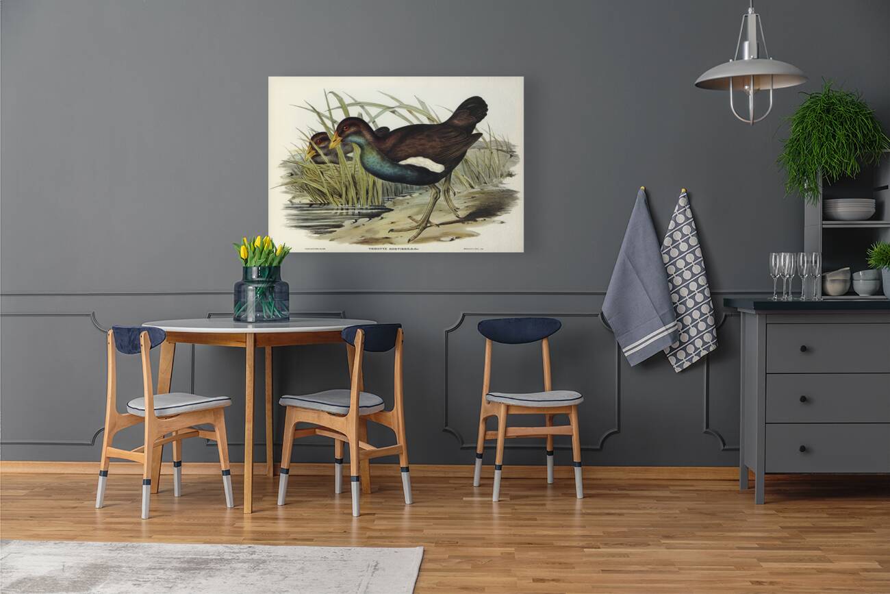 Australian Wild Duck Anus superciliosa illustrated by Elizabeth Gould 1804–1841 for John Gould’s 1804-1881 Birds of Australia  Reproduction