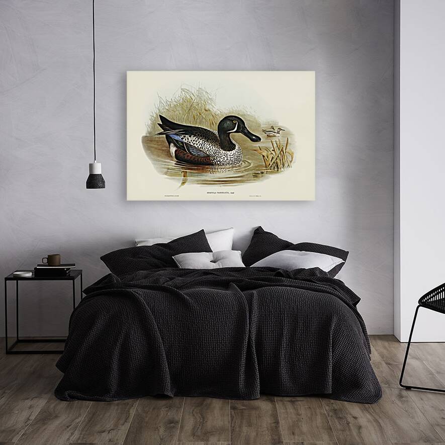 Variegated Shoveller Spatula Variegata illustrated by Elizabeth Gould 1804–1841 for John Gould’s 1804-1881 Birds of Australia  Reproduction