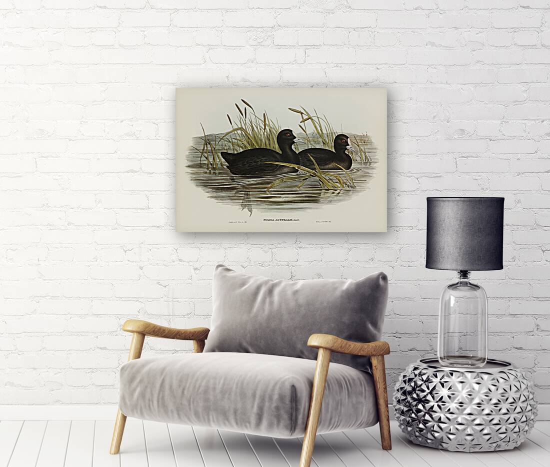 Australian Coot Fulica Australis illustrated by Elizabeth Gould 1804–1841 for John Gould’s 1804-1881 Birds of Australia  Reproduction