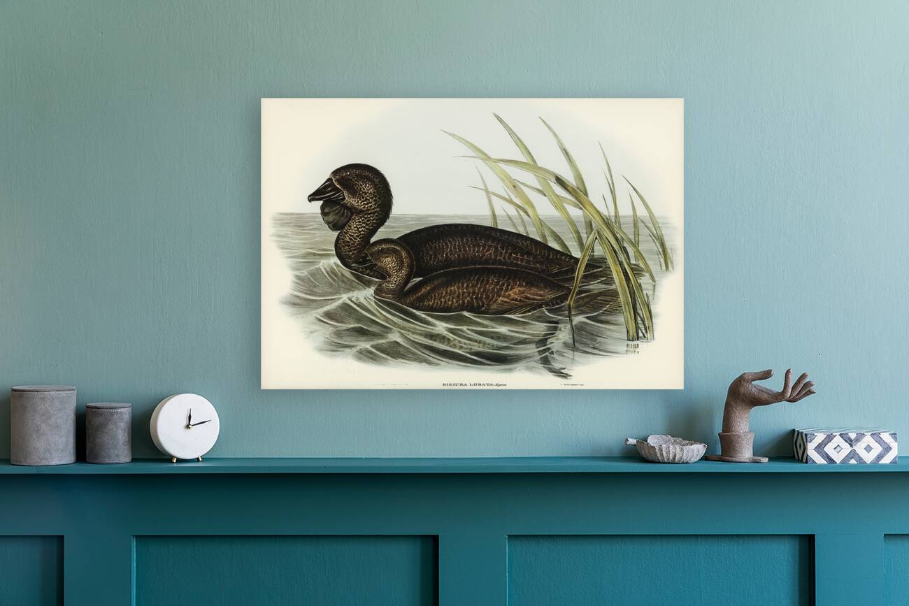 Musk Duck Biziura lobata illustrated by Elizabeth Gould 1804–1841 for John Gould’s 1804-1881 Birds of Australia  Reproduction