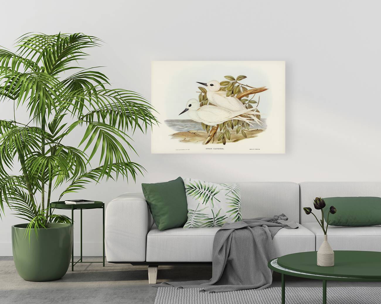 White Tern Gygis candida illustrated by Elizabeth Gould 1804–1841 for John Gould’s 1804-1881 Birds of Australia  Reproduction