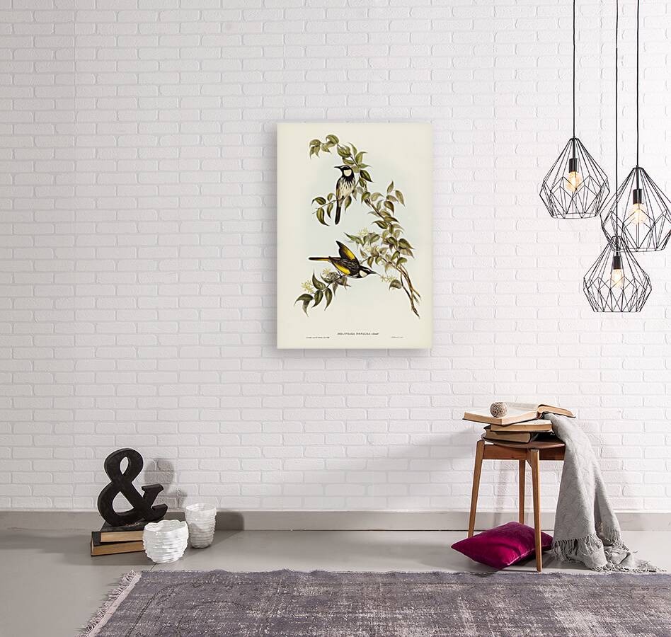 White-cheeked Honey-eater Meliphaga sericea illustrated by Elizabeth Gould 1804–1841 for John Gould’s 1804-1881 Birds of Australia  Reproduction