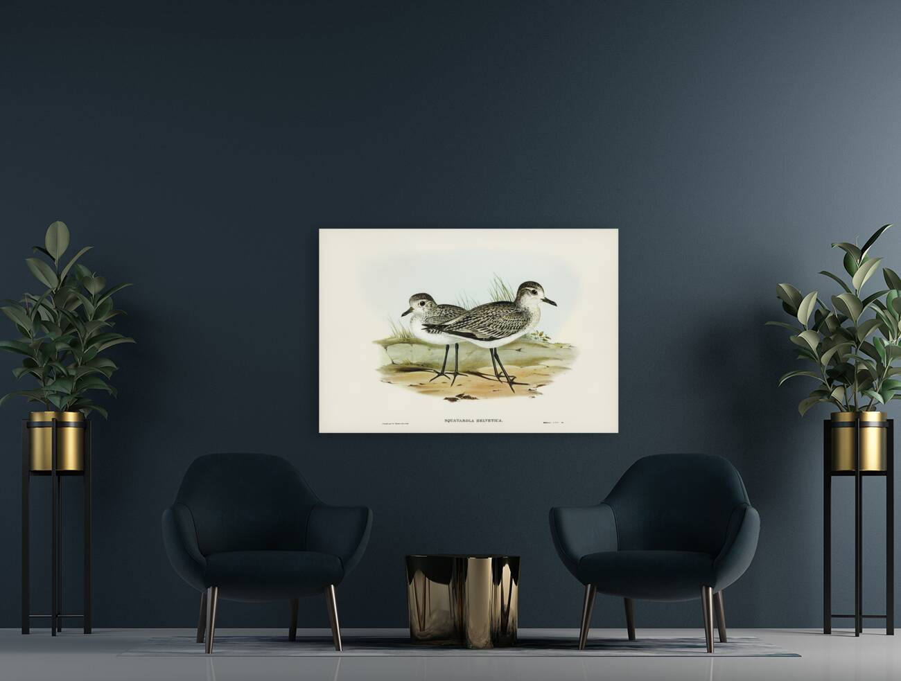 Grey Plover Squatarola Helvetica illustrated by Elizabeth Gould 1804–1841 for John Gould’s 1804-1881 Birds of Australia  Reproduction