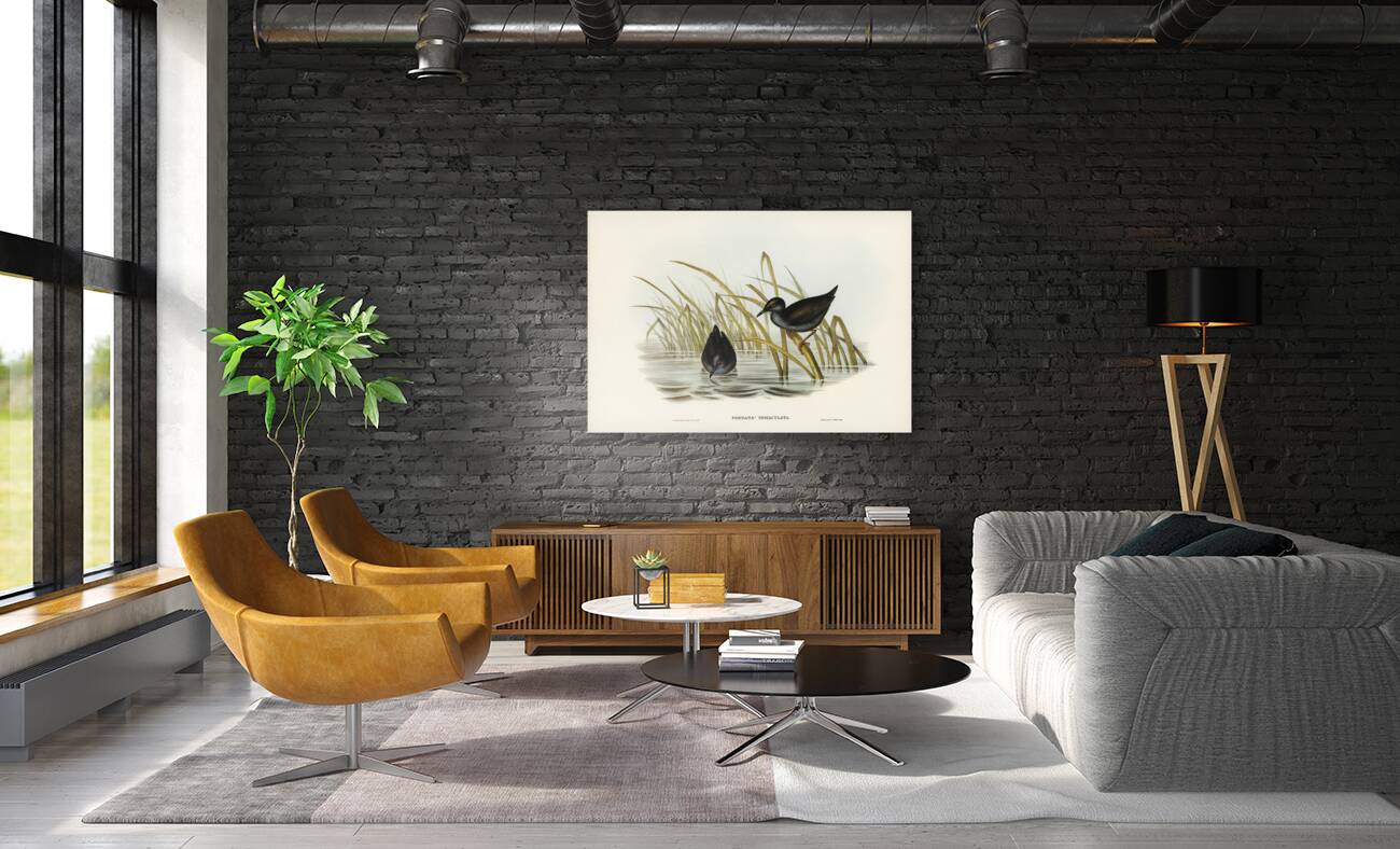 Spotless Gallinule Porzana immaculata illustrated by Elizabeth Gould 1804–1841 for John Gould’s 1804-1881 Birds of Australia  Reproduction