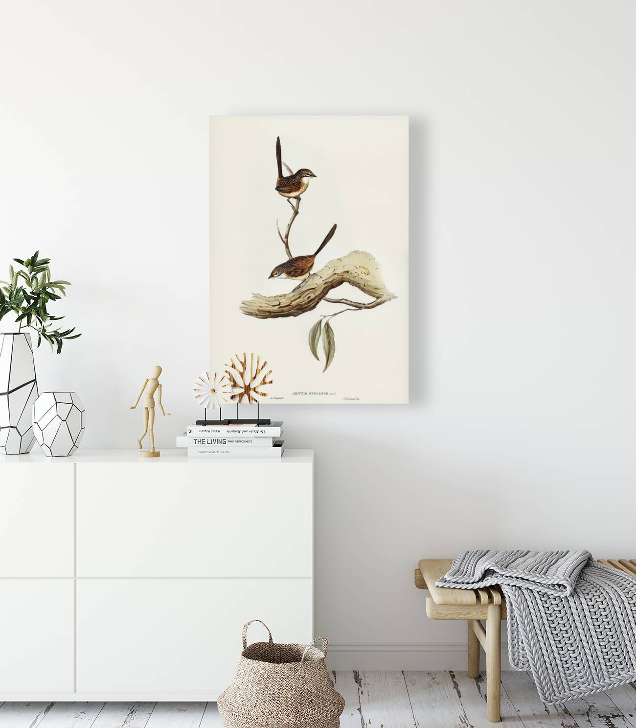 Striated Wren Amytis striatus illustrated by Elizabeth Gould 1804–1841 for John Gould’s 1804-1881 Birds of Australia  Reproduction