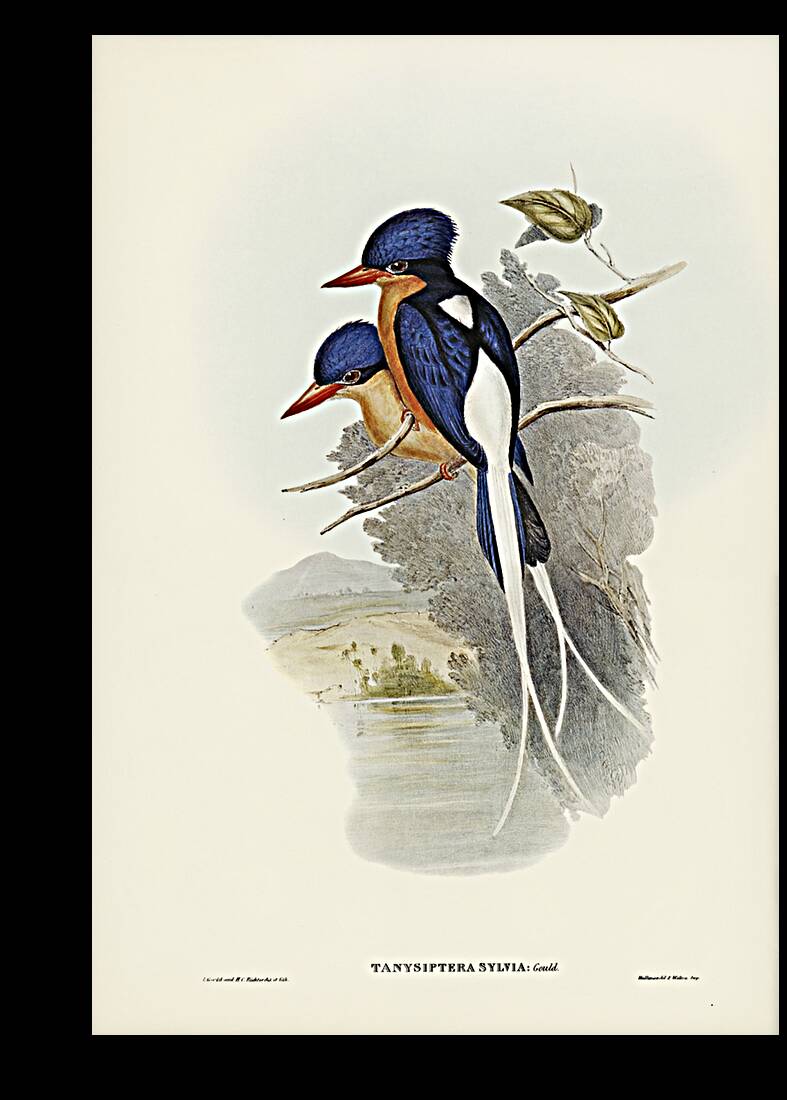 White-tailed Tanysiptera Tanysiptera Sylvia illustrated by Elizabeth Gould 1804–1841 for John Gould’s 1804-1881 Birds of Australia  Reproduction