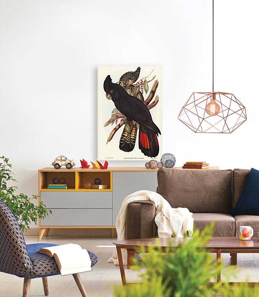 Banksian Cockatoo Calyptorhynchus Banksii illustrated by Elizabeth Gould 1804–1841 for John Gould’s 1804-1881 Birds of Australia  Reproduction