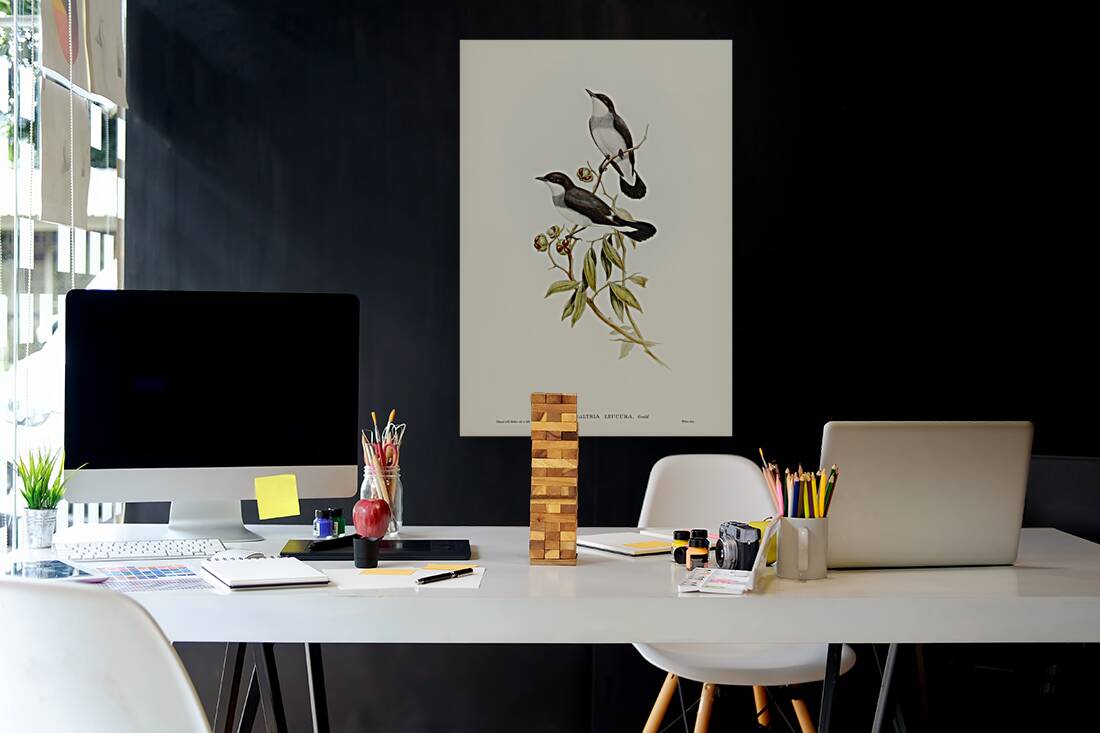 Rawnsleys Bower-bird Ptilonorhynchus Rawnsleyi illustrated by Elizabeth Gould 1804–1841 for John Gould’s 1804-1881 Birds of Australia  Reproduction