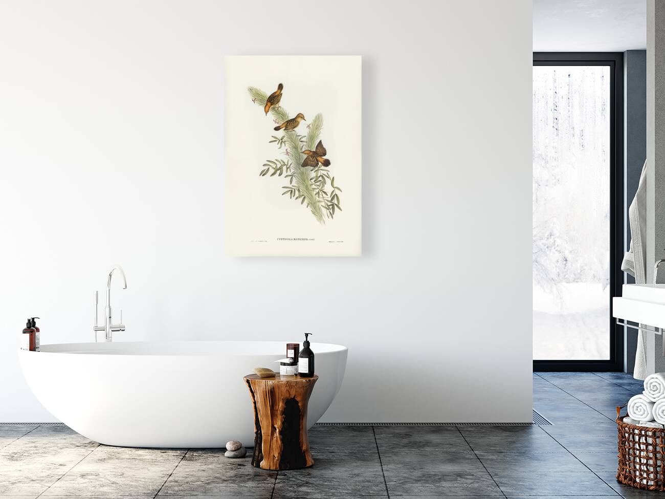 Rufous-headed Warbler Cysticola ruficeps illustrated by Elizabeth Gould 1804–1841 for John Gould’s 1804-1881 Birds of Australia  Reproduction