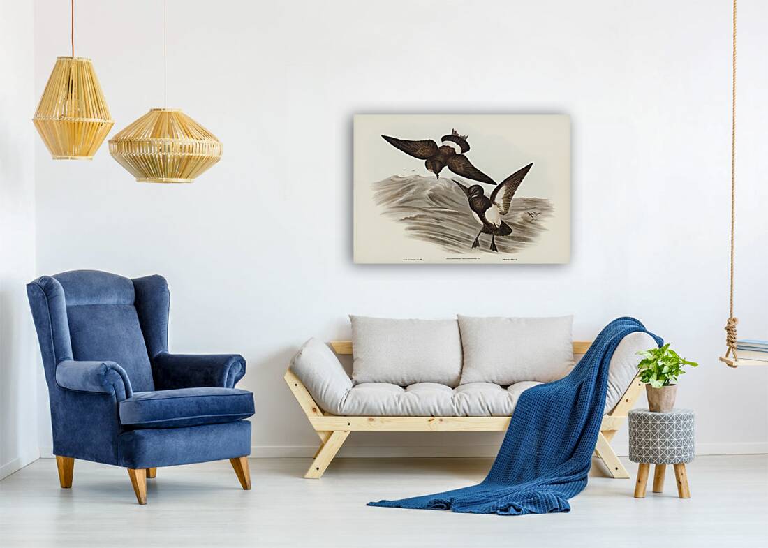 Black-bellied Storm Petrel Thalassidroma melanogaster illustrated by Elizabeth Gould 1804–1841 for John Gould’s 1804-1881 Birds of Australia  Reproduction