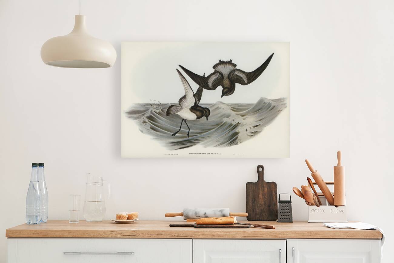 Grey-backed Storm Petrel Thalassidroma Nereis illustrated by Elizabeth Gould 1804–1841 for John Gould’s 1804-1881 Birds of Australia  Reproduction