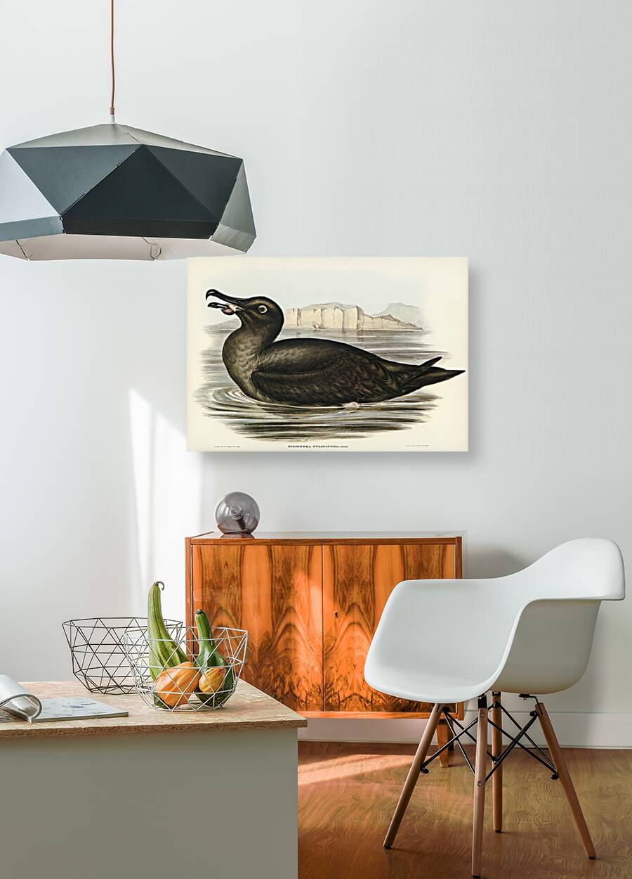 Sooty Albatros Diomedea fuliginosa illustrated by Elizabeth Gould 1804–1841 for John Gould’s 1804-1881 Birds of Australia  Reproduction