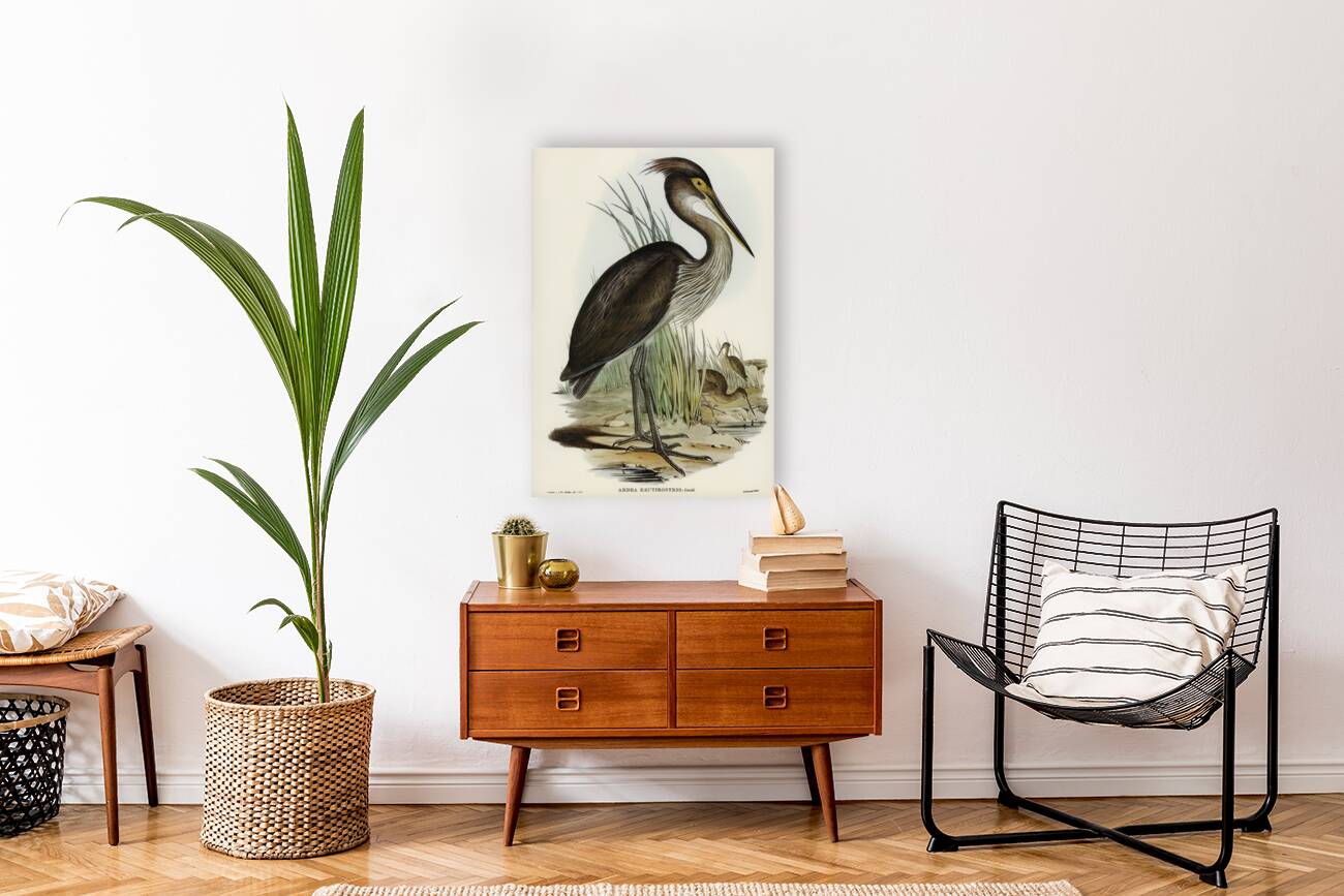 Great-billed Heron Ardea rectirostris illustrated by Elizabeth Gould 1804–1841 for John Gould’s 1804-1881 Birds of Australia  Reproduction