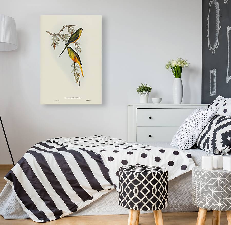 Orange-bellied Grass-Parrakeet Euphema aurantia illustrated by Elizabeth Gould 1804–1841 for John Gould’s 1804-1881 Birds of Australia  Reproduction