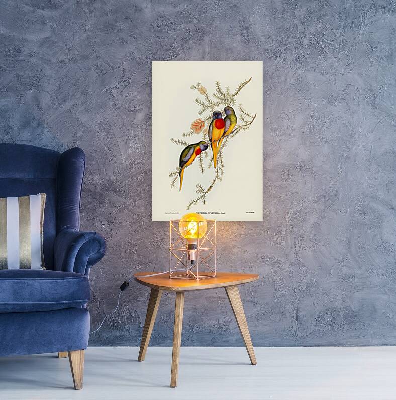 Splendid Grass-Parakeet Euphema splendida illustrated by Elizabeth Gould 1804–1841 for John Gould’s 1804-1881 Birds of Australia  Reproduction