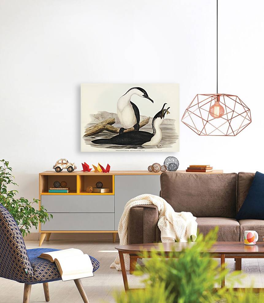 White-breasted Cormorant Phalacrocorax leucogaster illustrated by Elizabeth Gould 1804–1841 for John Gould’s 1804-1881 Birds of Australia  Reproduction