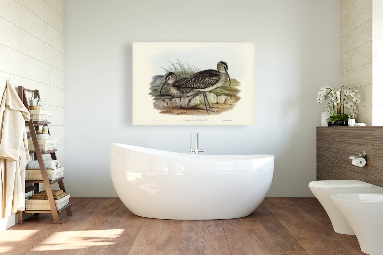 Australian Whimbrel Numenius uropygialis illustrated by Elizabeth Gould 1804–1841 for John Gould’s 1804-1881 Birds of Australia  Reproduction