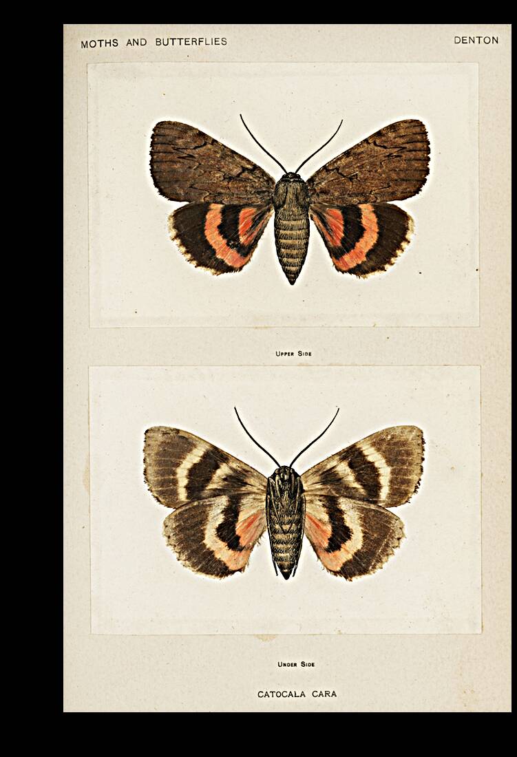 Darling Underwing Catocala Cara and under side from Moths and Butterflies of the United States 1900 by Sherman F. Denton 1856-1937.  Reproduction