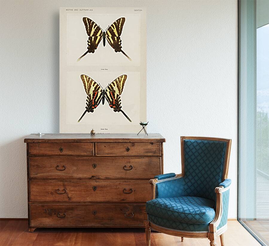 Papilio Ajax from Moths and butterflies of the United States 1900 by Sherman F. Denton 1856-1937.  Reproduction