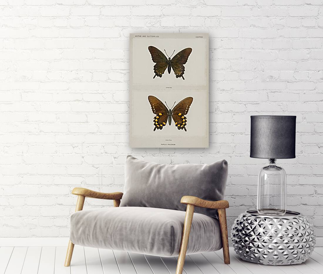 Blue Swallowtail Papilio Philenor from Moths and butterflies of the United States 1900 by Sherman F. Denton 1856-1937.  Reproduction