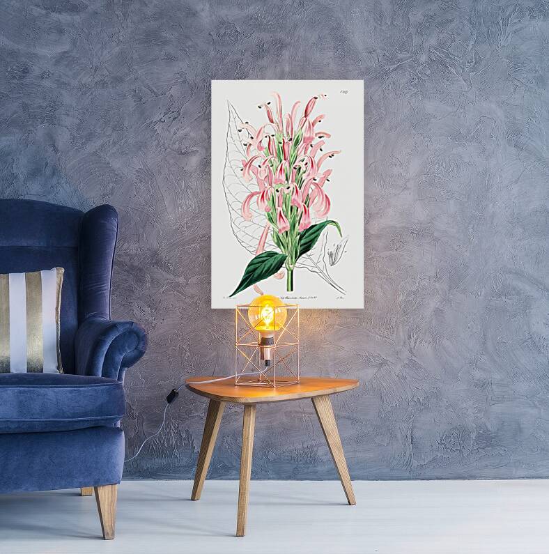 Flesh-colored justicia from Edwards Botanical Register 1829-1847  by Sydenham Edwards John Lindley and James Ridgway. Reproduction