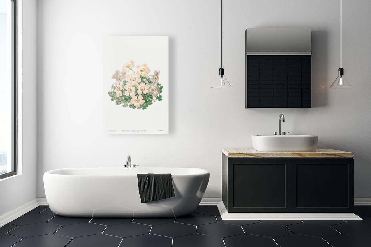 Piottas oxalis flowers from Edwards Botanical Register 1829-1847  by Sydenham Edwards John Lindley and James Ridgway. Reproduction