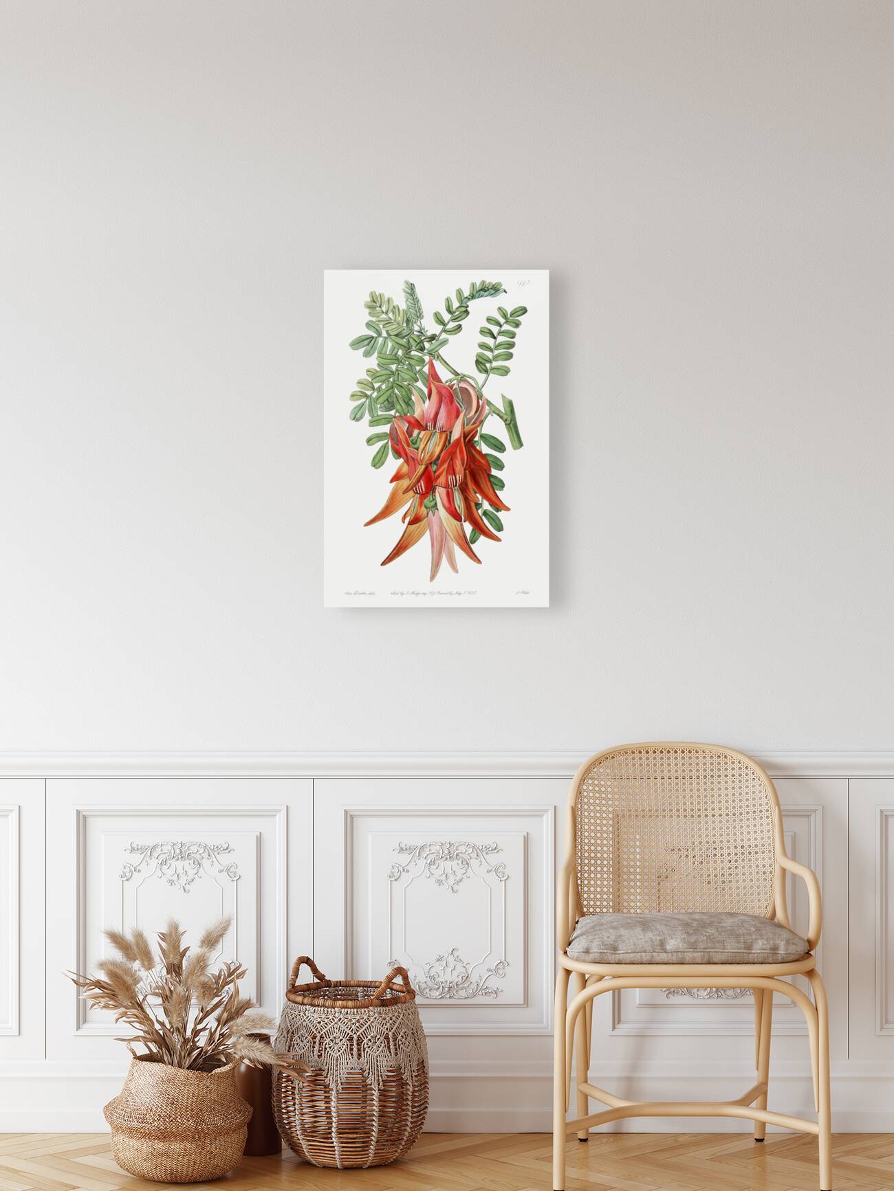 Crimson glory pea from Edwards Botanical Register 1829-1847  by Sydenham Edwards John Lindley and James Ridgway. Reproduction