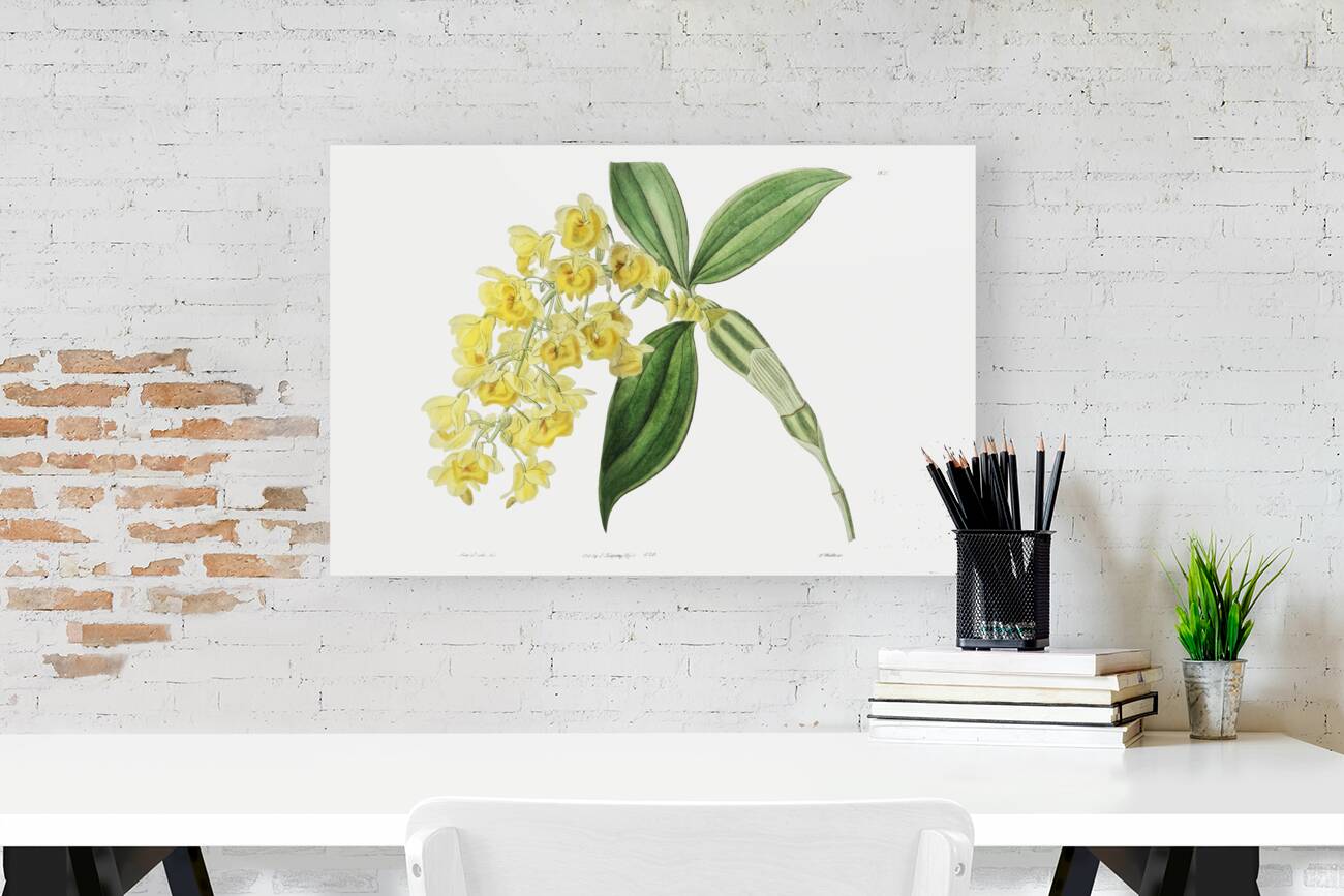 Dense flowered dendrobiumfrom Edwards Botanical Register 1829-1847  by Sydenham Edwards John Lindley and James Ridgway. Reproduction