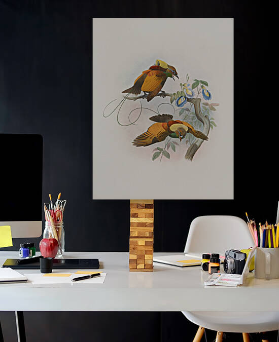 Diphyllodes chrysoptera 1873 by IStockHistory com