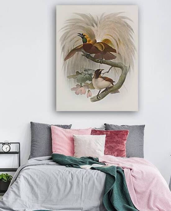 Paradisea minor 1873 by IStockHistory com