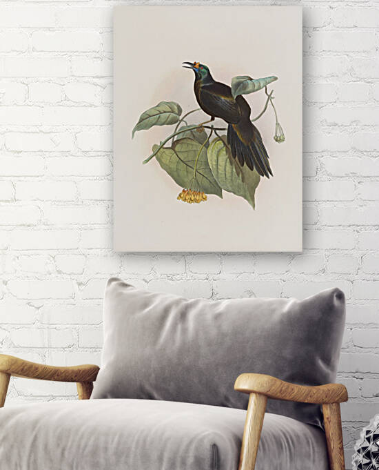 Paradigalla carunculata 1873 by IStockHistory com