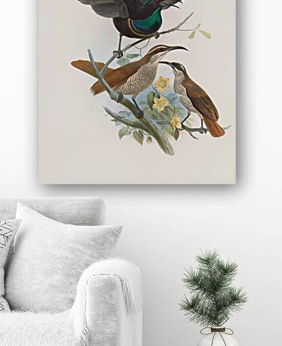 Ptiloris Alberti 1873 by IStockHistory com