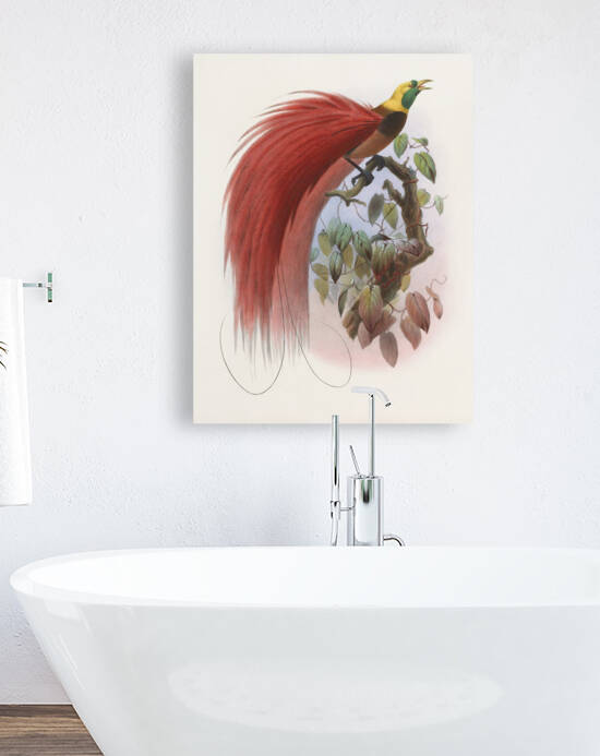 Paradisea raggiana 1873 by IStockHistory com