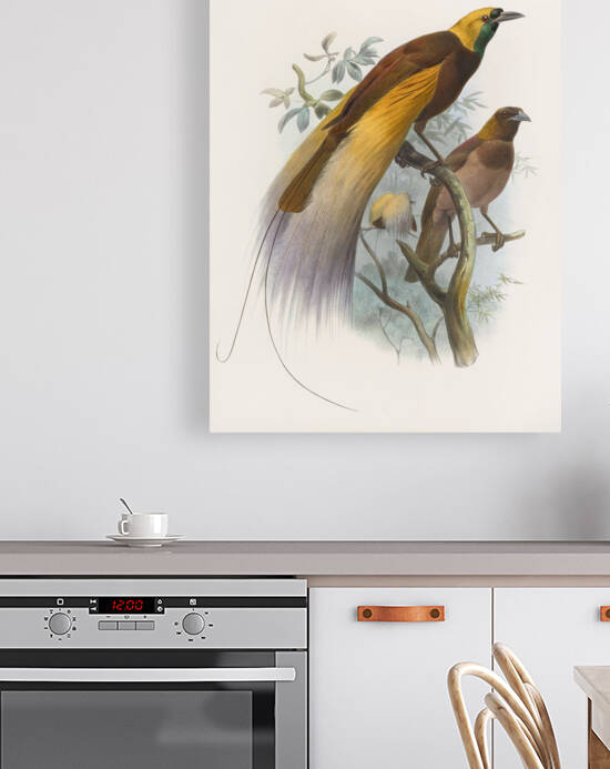 Paradisea apoda 1873 by IStockHistory com