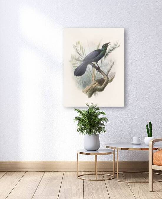 Manucodia atra 1873 by IStockHistory com